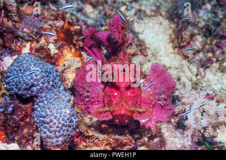 Paddle-flap [Rhinopias eschmeyeri scorpénidés]. Puerto Galera, Philippines. Banque D'Images