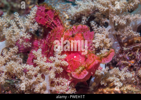 Paddle-flap [Rhinopias eschmeyeri scorpénidés]. Puerto Galera, Philippines. Banque D'Images