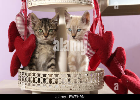 Deux chatons, noir tabby et seal tabby point, 8 semaines, assis entre red heards Banque D'Images