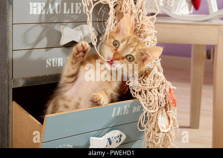 Ginger chaton, 2 mois, jouer avec un filet de pêche Banque D'Images