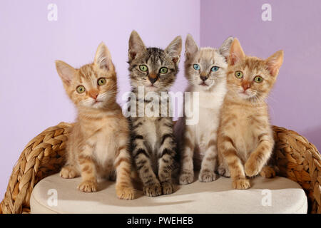 Quatre chatons, différentes couleurs, 8 semaines, assis sur un panier Banque D'Images