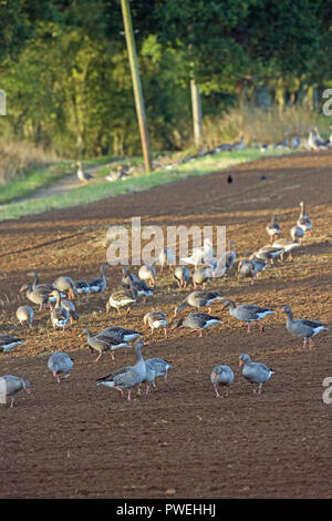 Oies cendrées (Anser anser). L'alimentation du troupeau résident de récolte récente, maintenant re-percés, champ arable. De l'automne. Octobre. Ingham. Le Norfolk. L'Angl est Banque D'Images