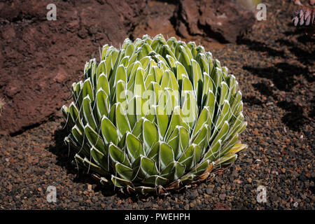 La reine Victoria l'agave (Agave victoria-reginae) piscine en plein air Banque D'Images