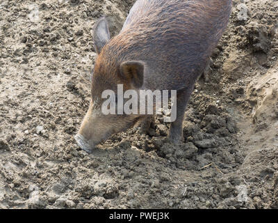 Portrait d'un jeune sanglier sauvage (porc, sanglier, Sus scrofa)