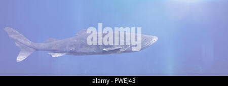 La natation, le requin du Groenland Somniosus microcephalus requin, avec la plus longue durée de vie connue tous les espèces de vertébrés (3d illustration bannière) Banque D'Images