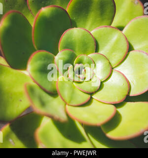 Sempervivum tectorum (common houseleek) gros plan de l'usine Banque D'Images