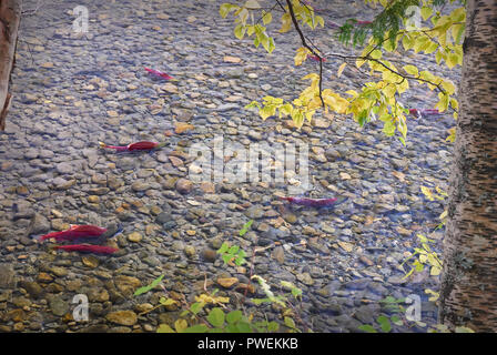 Le saumon fraie dans la rivière Adams, C.-B.). Rassemblement de saumons rouges dans les frayères de la rivière Adams, British Columbia, Canada. Banque D'Images