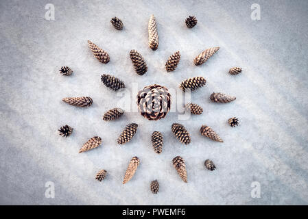 Collection de cônes de sapins et pins, sur fond de béton gris. Banque D'Images