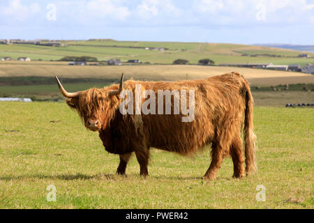 Vache Highland, Orcades, Ecosse, Highlands, Royaume-Uni Banque D'Images