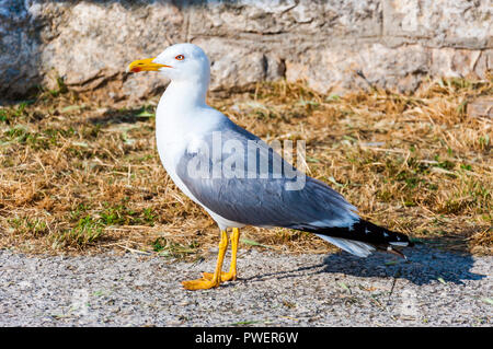 La Larus argentatus ou l'goéland argenté est une espèce de jusqu'à 65 cm de long. L'un des plus connus de tous les goélands le long des côtes de l'ouest de l'Eur Banque D'Images