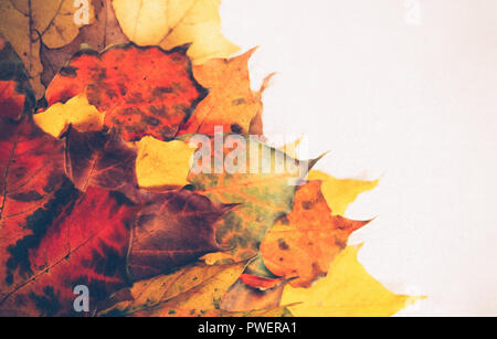 Une brassée de feuilles de l'automne des teintes différentes dans la partie droite de la photo, dans la partie gauche est une lumière beige background, feuilles d'érable Banque D'Images