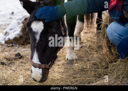De gros plan homme méconnaissable petting horse standing par clôture en bois profiter de belle journée d'hiver à la ferme, copy space Banque D'Images