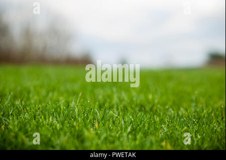 Recueillir des gouttes de la rosée sur l'herbe verte de lames courtes Banque D'Images