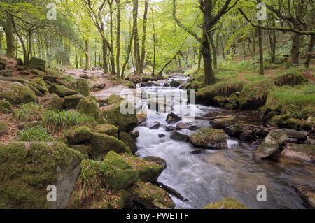 Golitha Falls, sur la rivière Fowey, Bodmin Moor, Cornwall, UK Banque D'Images