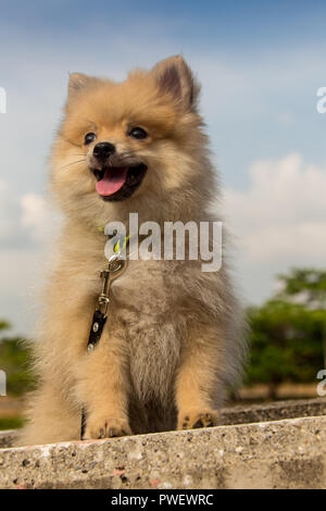 Race de chien Spitz Allemand Banque D'Images