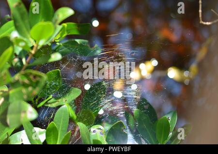 Spider Web chatoyante Banque D'Images