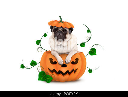 Halloween cute puppy pug dog sitting dans la citrouille sculptée avec scary face, portant un chapeau, comme couvercle isolé sur fond blanc Banque D'Images