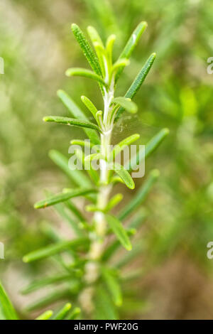 Branche de romarin (Rosmarinus officinalis). Florianopolis, Santa Catarina, Brésil. Banque D'Images