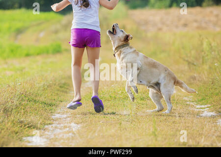 Une jeune fille avec un chien court le long d'une route de campagne dans un champ en été. La fille tient dans sa main un anneau pour la formation Banque D'Images