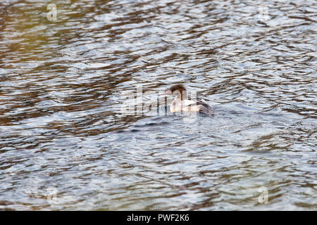 Grand Harle femelle natation dans l'eau Banque D'Images