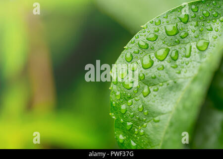 Gouttes de pluie sur les feuilles de vignes sauvages isolés avec fond vert. Les feuilles vertes de vignes sauvages à l'été dans la forêt. Banque D'Images