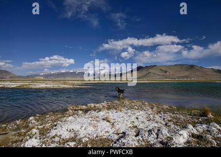 Aux côtés des dépôts de sel sur le lac Karakul Pamir Highway, Haut-badakhchan, Tadjikistan Banque D'Images