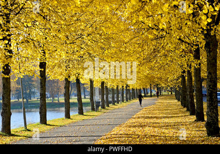 Allée jaune couverte de feuilles de tilleul jaune Banque D'Images