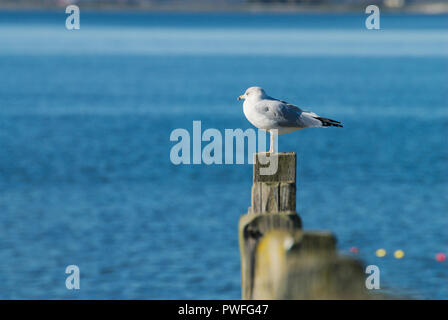 Mouette perchée sur un poste en bois à Crescent Beach, Surrey, Colombie-Britannique, Canada Banque D'Images