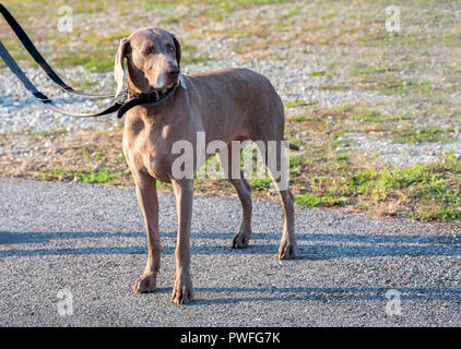 Braque de chien sur le trottoir et d'être tenu par une laisse, vue en gros plan de high angle Banque D'Images