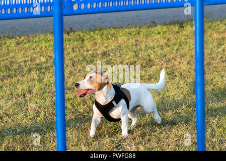 Jack Russel terrier chien jouant dans le parc en faisceau noir, vu de l'angle élevé avec garde-corps bleu en premier plan Banque D'Images