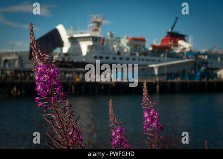 L'accent sur les fleurs violettes avec le terminal des ferries de passagers à l'arrière-plan sur l'île de Mull, Hébrides intérieures, Ecosse, Royaume-Uni Banque D'Images