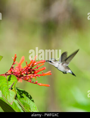 Une espèce endémique Colibri d'femelle (Mellisuga helenae) en vol, visitant les fleurs de l'arbre (Firebush Hamelia patens). Cuba. Banque D'Images