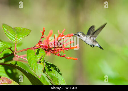 Une espèce endémique Colibri d'femelle (Mellisuga helenae) en vol, visitant les fleurs de l'arbre (Firebush Hamelia patens). Cuba. Banque D'Images