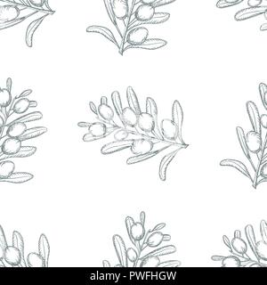 Croquis d'Olive Branch fond transparent sur fond blanc avec des feuilles et les olives. Hand drawn vector illustration. Illustration de Vecteur