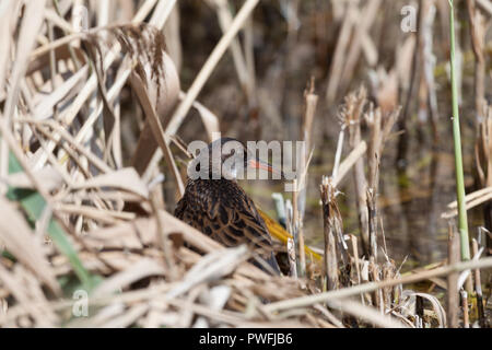 Un mineur, de l'eau sub-adultes (Rail Rallus aquaticus) reposant, au lissage et à la découverte d'une roselière dans le Worcestershire, Royaume-Uni. Banque D'Images