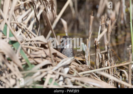 Un mineur, de l'eau sub-adultes (Rail Rallus aquaticus) reposant, au lissage et à la découverte d'une roselière dans le Worcestershire, Royaume-Uni. Banque D'Images