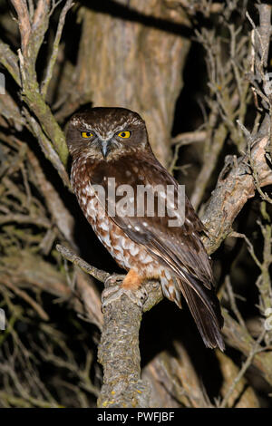 La migration Tasmanian Boobook Owl Banque D'Images