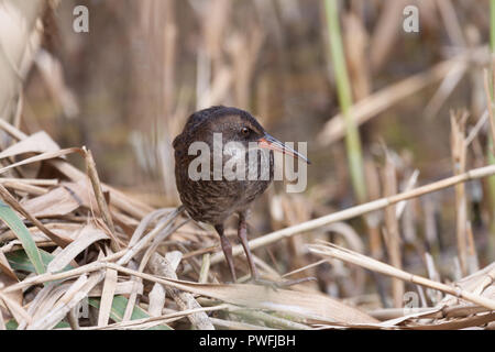 Un mineur, de l'eau sub-adultes (Rail Rallus aquaticus) reposant, au lissage et à la découverte d'une roselière dans le Worcestershire, Royaume-Uni. Banque D'Images