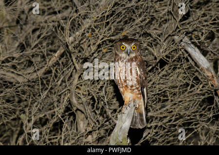 La migration Tasmanian Boobook Owl Banque D'Images