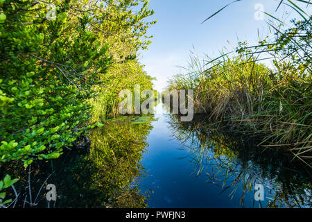 Le canal menant de Santo Tomás au coeur de l'Hôtel Zapata Swamp est un excellent endroit pour trouver l'espèce menacée endémique Zapata Wren, Zapata Sparrow Banque D'Images