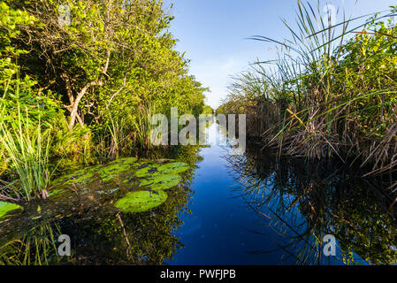 Le canal menant de Santo Tomás au coeur de l'Hôtel Zapata Swamp est un excellent endroit pour trouver l'espèce menacée endémique Zapata Wren, Zapata Sparrow Banque D'Images