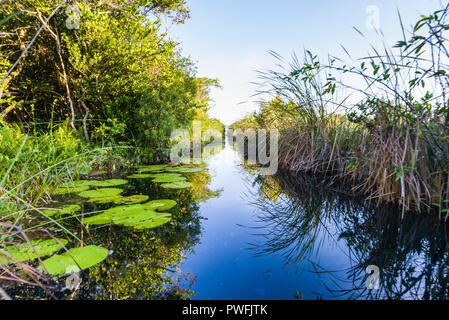 Le canal menant de Santo Tomás au coeur de l'Hôtel Zapata Swamp est un excellent endroit pour trouver l'espèce menacée endémique Zapata Wren, Zapata Sparrow Banque D'Images