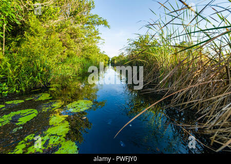 Le canal menant de Santo Tomás au coeur de l'Hôtel Zapata Swamp est un excellent endroit pour trouver l'espèce menacée endémique Zapata Wren, Zapata Sparrow Banque D'Images