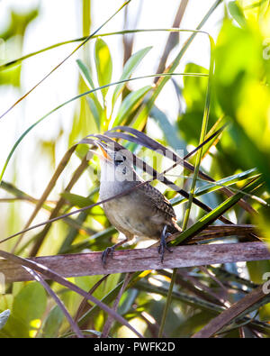 Un très en danger, endémiques (Ferminia cerverai Zapata Wren) au chant, au cœur de l'Hôtel Zapata Swamp, près de Santo Tomás. Cuba. Banque D'Images