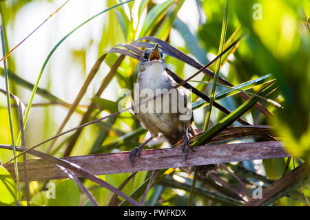 Un très en danger, endémiques (Ferminia cerverai Zapata Wren) au chant, au cœur de l'Hôtel Zapata Swamp, près de Santo Tomás. Cuba. Banque D'Images