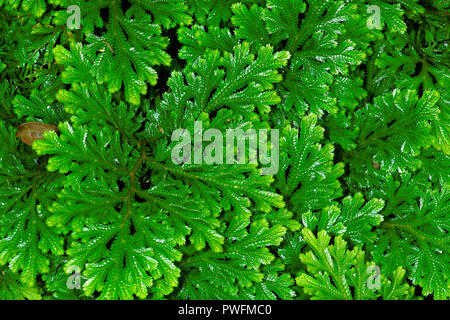 Selaginella martensii, l'hémérocalle spikemoss ou Martens, le spike, MOSS est une lycophyte Selaginellaceae dans la famille. Il est originaire du Mexique et 100 Banque D'Images
