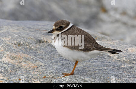 Pluvier à anneaux jeune (Charadrius hiaticula) Banque D'Images