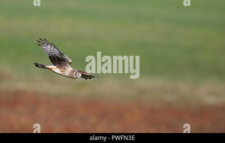 Hen harrier, Circus cyaneus volant au-dessus du champ Banque D'Images