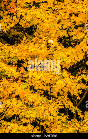 Feuillage d'automne barrage retour Porc   Hartland, Connecticut, Etats-Unis Banque D'Images