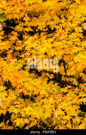 Feuillage d'automne barrage retour Porc   Hartland, Connecticut, Etats-Unis Banque D'Images